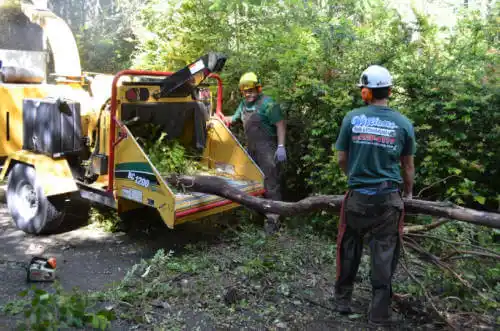 tree services North Chicago